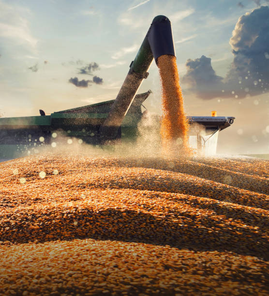 Free State High-Wind Resistance Grain Scheme