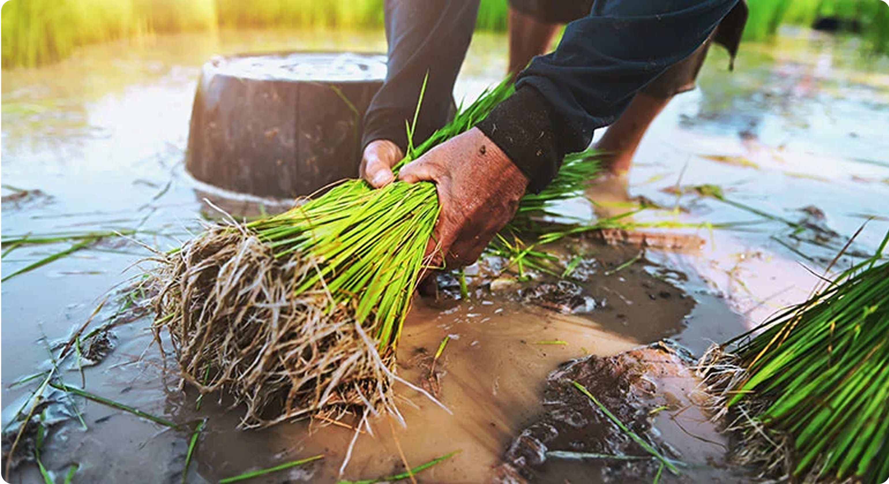 Senter360 Agricultural Services